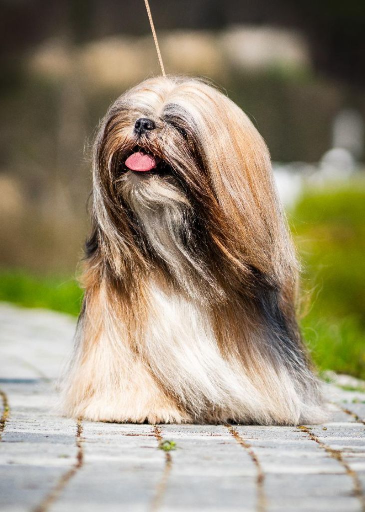 CH. Love affair sakura lhasania