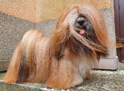 Send my love Dreamed A Dream