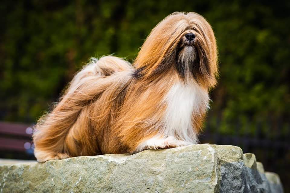 CH. Power of love astarte gold