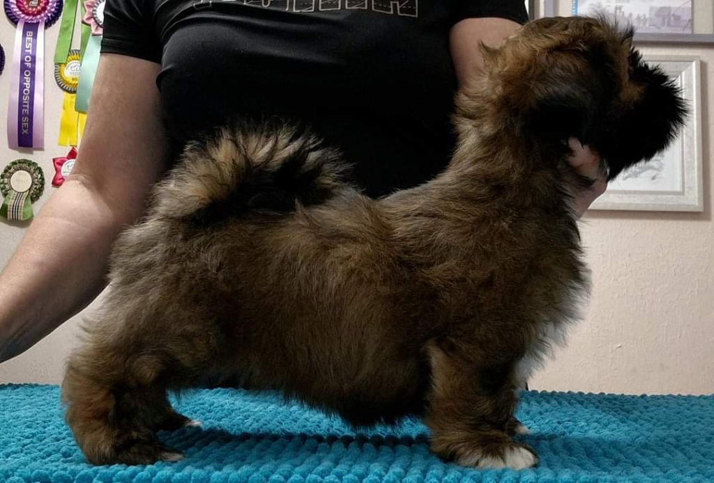 Dreamed A Dream - Chiots disponibles - Lhassa Apso