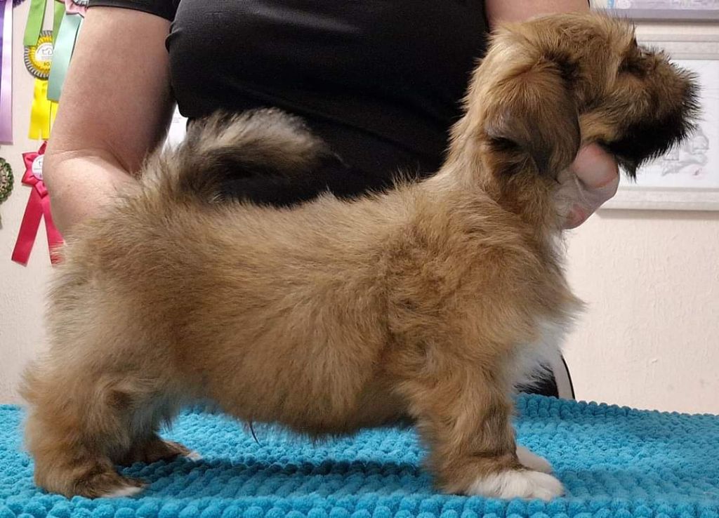 Dreamed A Dream - Chiots disponibles - Lhassa Apso