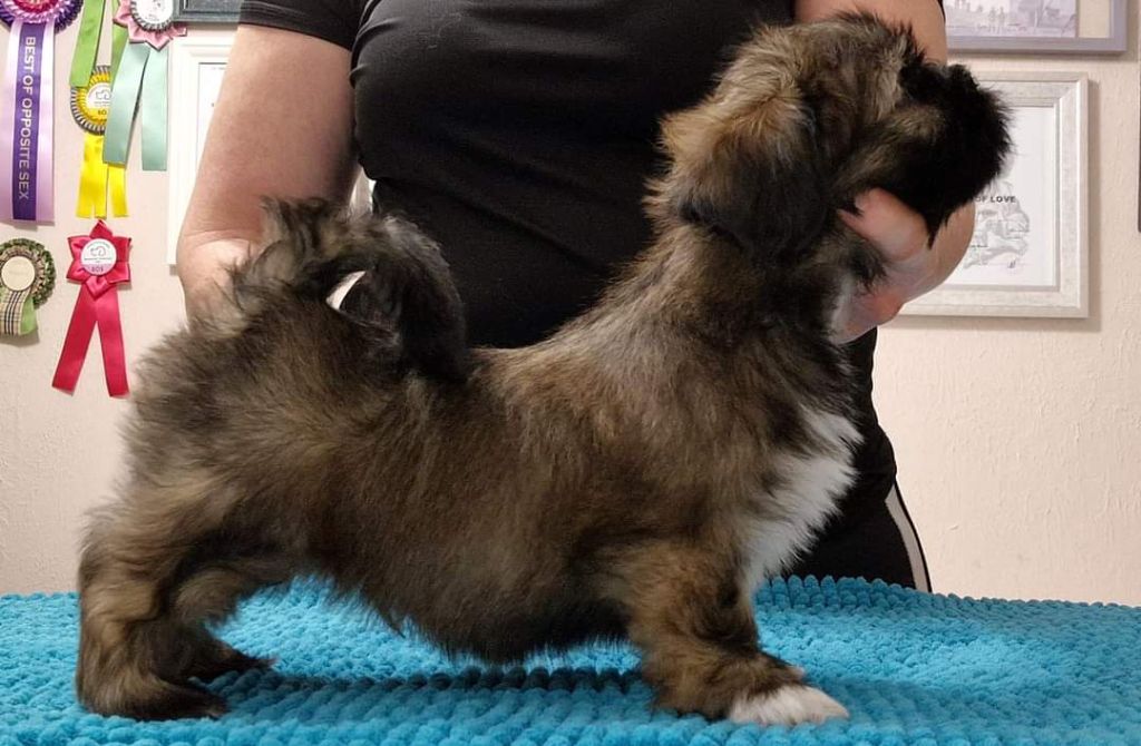 Dreamed A Dream - Chiots disponibles - Lhassa Apso