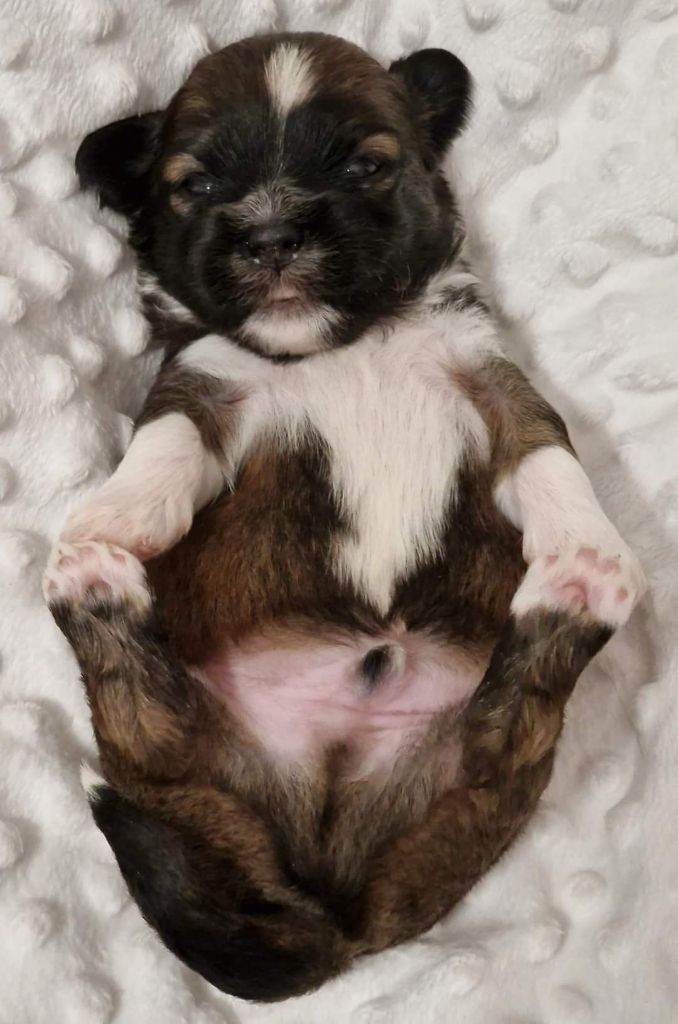 Dreamed A Dream - Chiots disponibles - Lhassa Apso