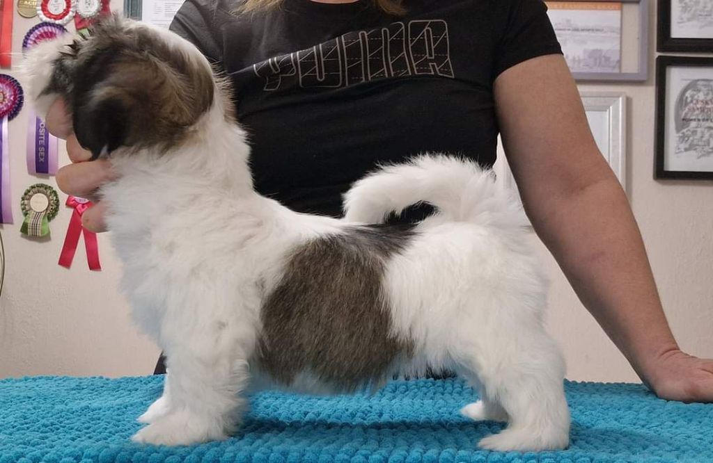 Dreamed A Dream - Chiots disponibles - Lhassa Apso