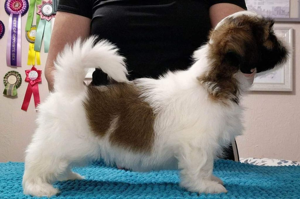 Dreamed A Dream - Chiots disponibles - Lhassa Apso