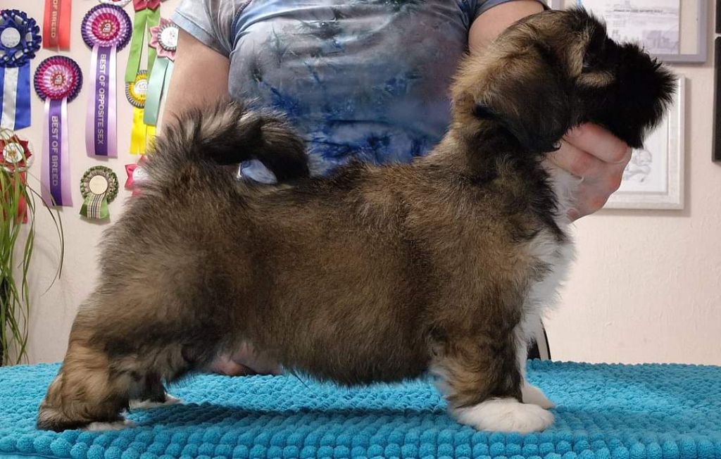 Dreamed A Dream - Chiots disponibles - Lhassa Apso