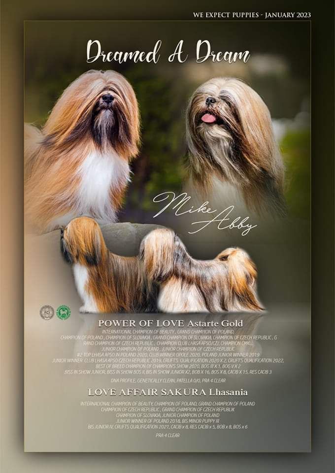 Chiot Lhassa Apso Dreamed A Dream